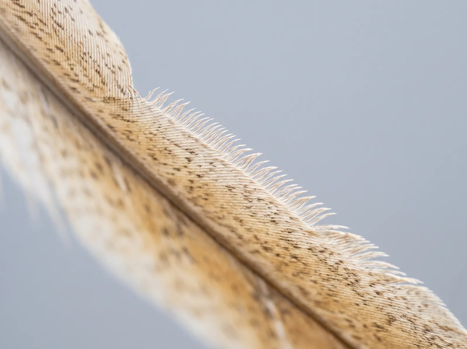 Macro view of an owl flight feather with a comb of fine serrations along its leading edge